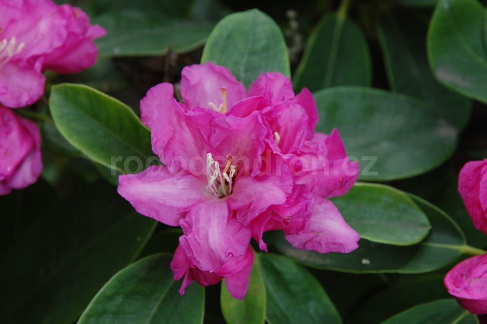 Rododendron Panenka