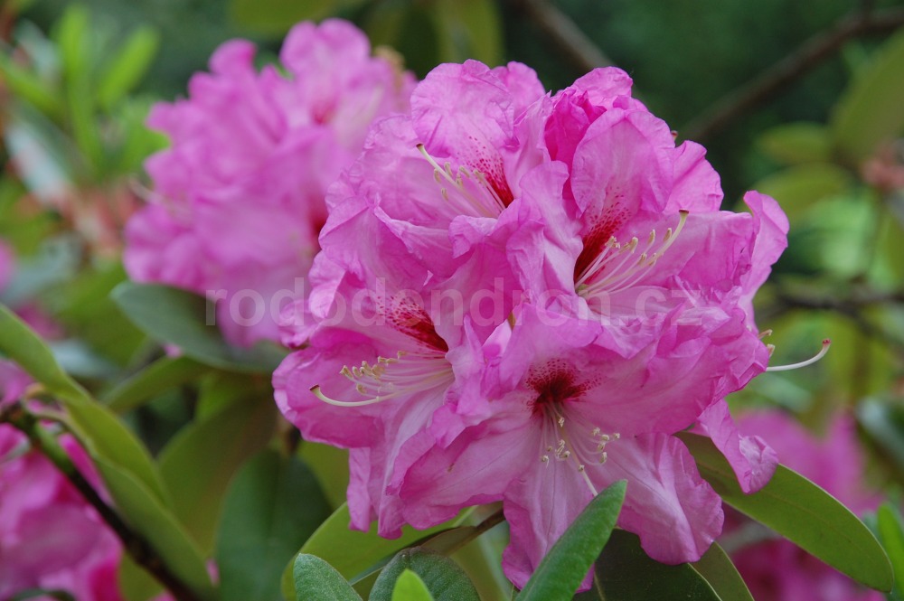 Rododendron panenka 6584