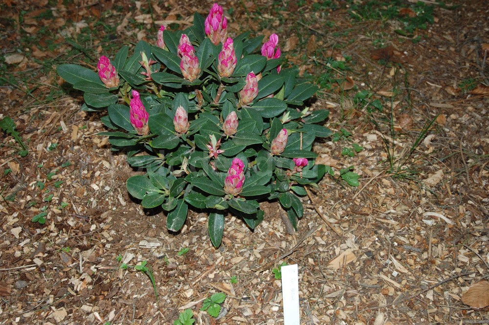 Rododendron Paola