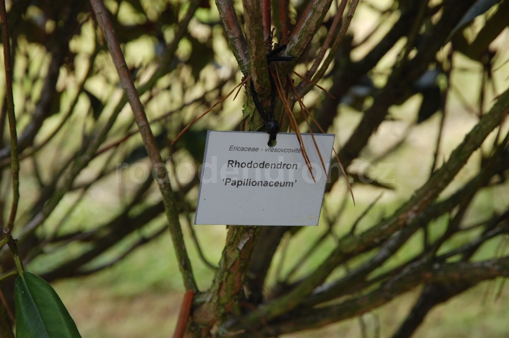 Rododendron Papilionaceum