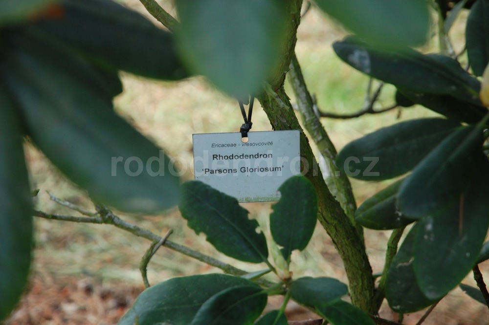 Rododendron Parsons Gloriosum