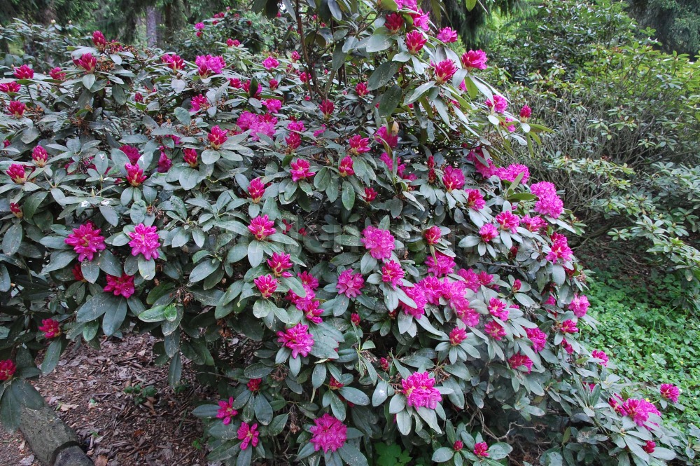 Rododendron Pelopidas