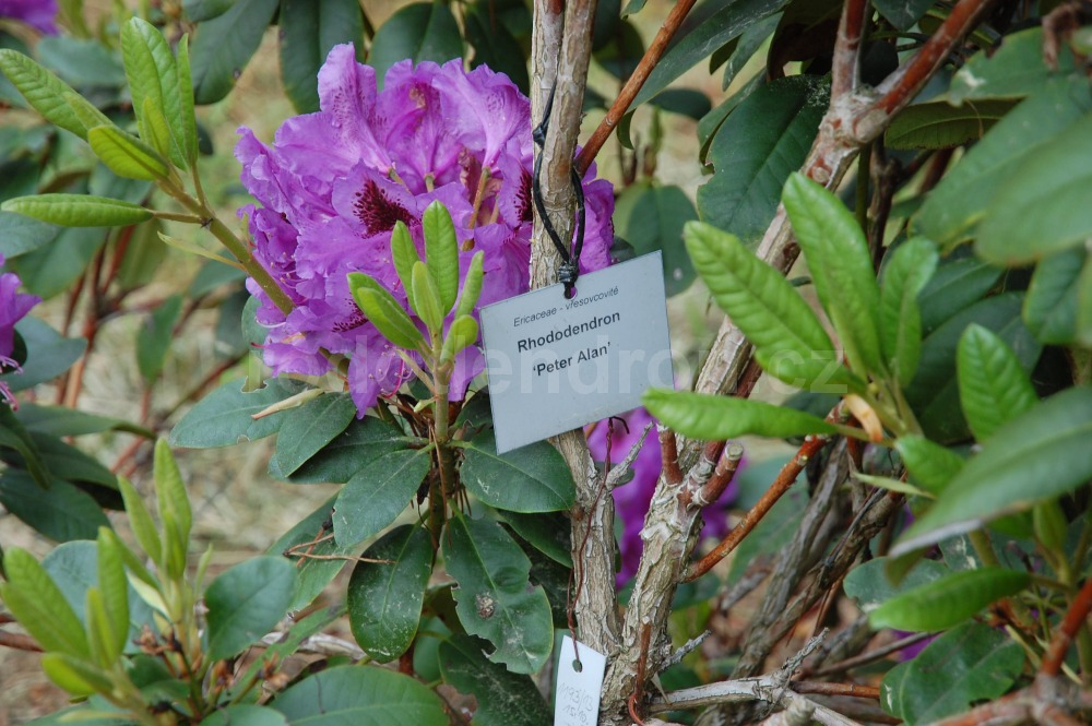 Rododendron Peter Alan