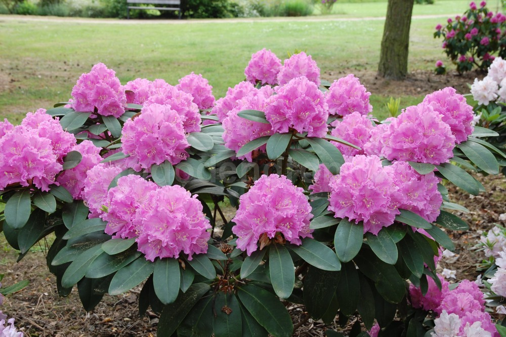 Rododendron Petr
