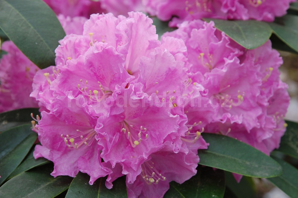 Rododendron Petr