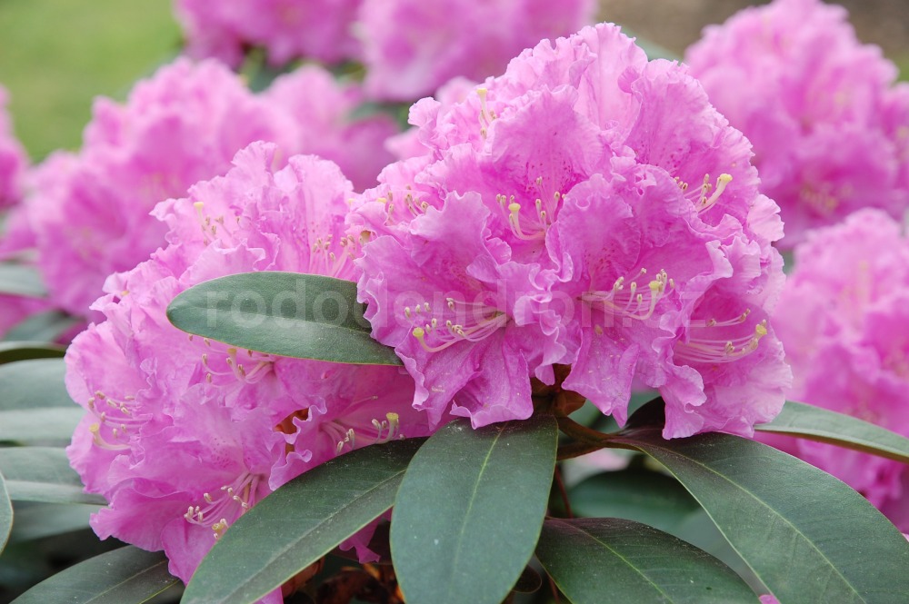 Rododendron petr 6648