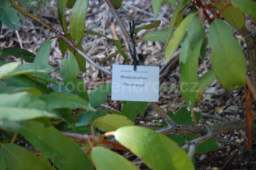Rododendron Pfauenauge