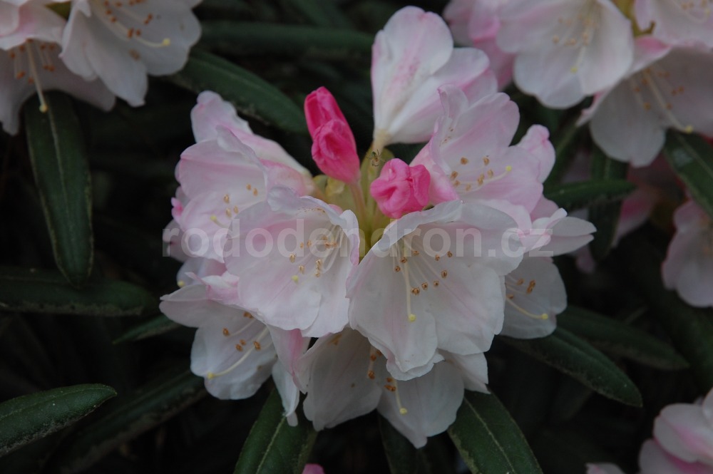 Rododendron Picola