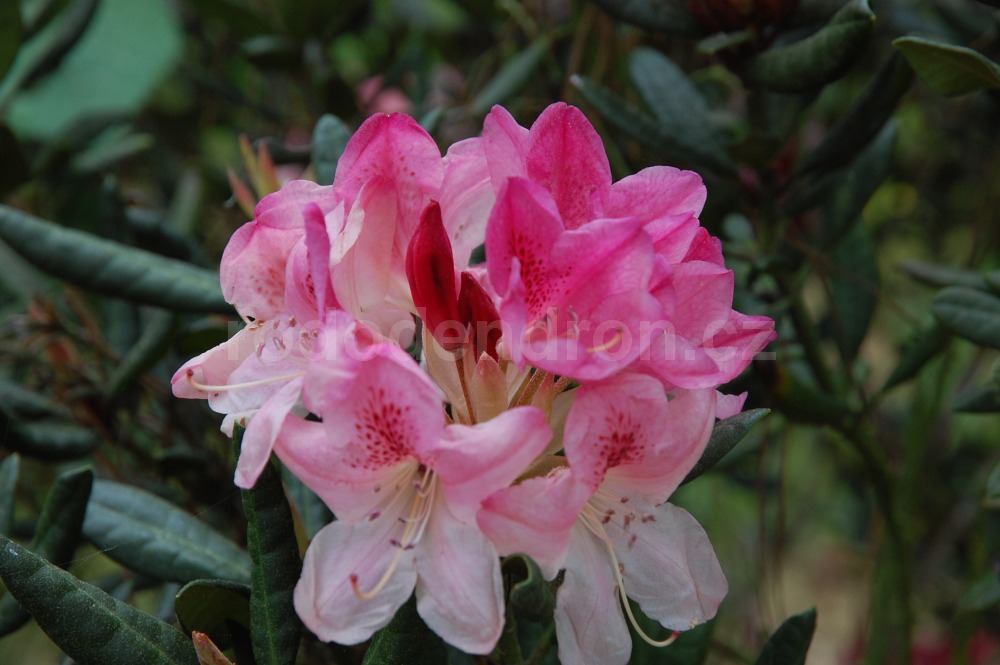 Rododendron Picola