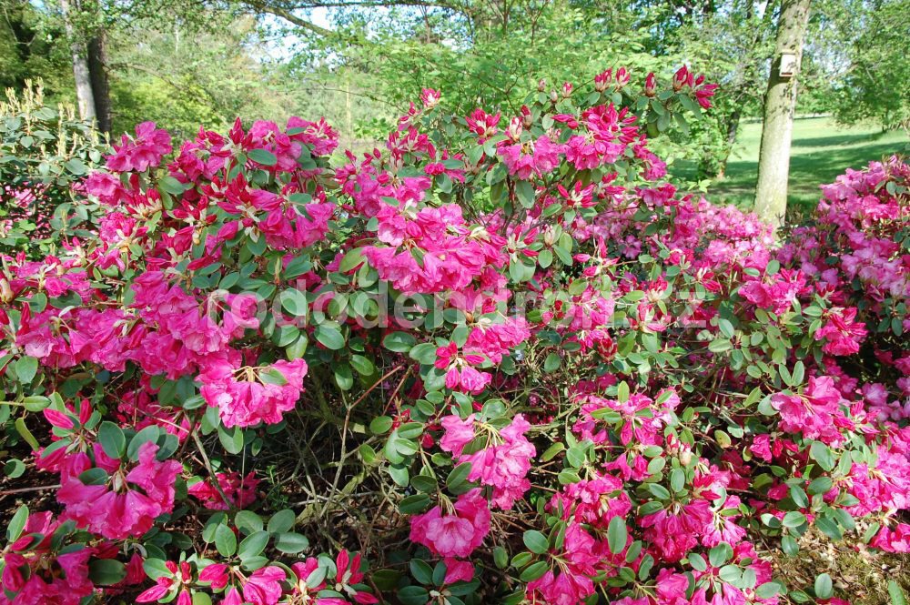 Rododendron Pink Brightenss