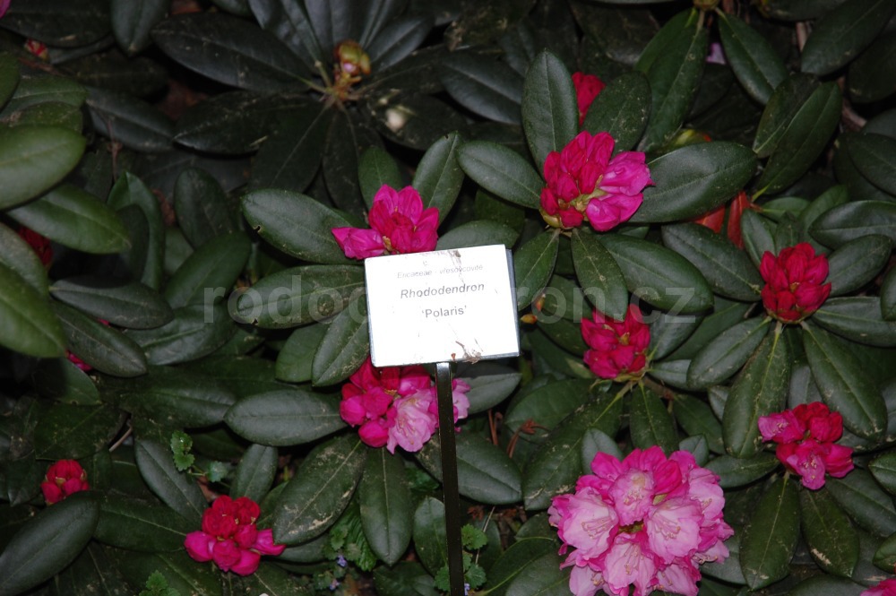 Rododendron Polaris