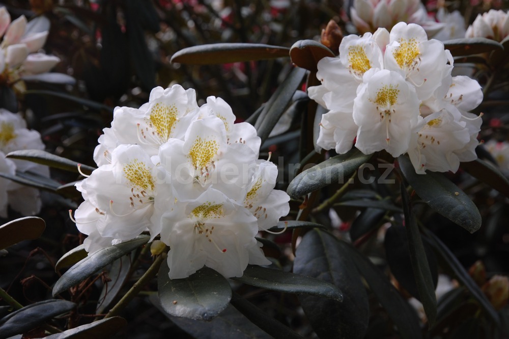 Rododendron Porzellan