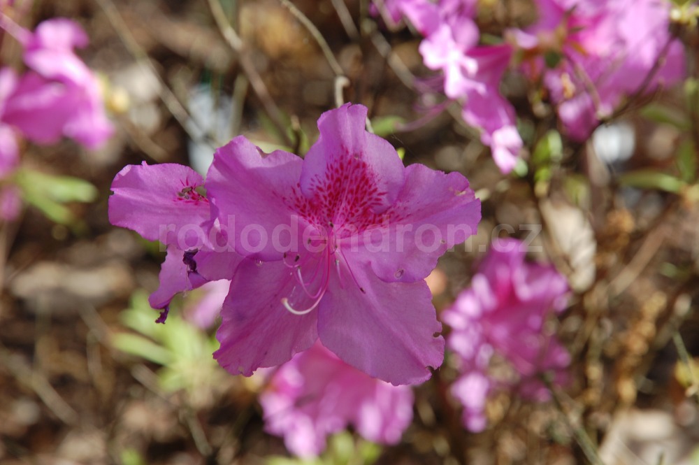Rododendron Průhonice