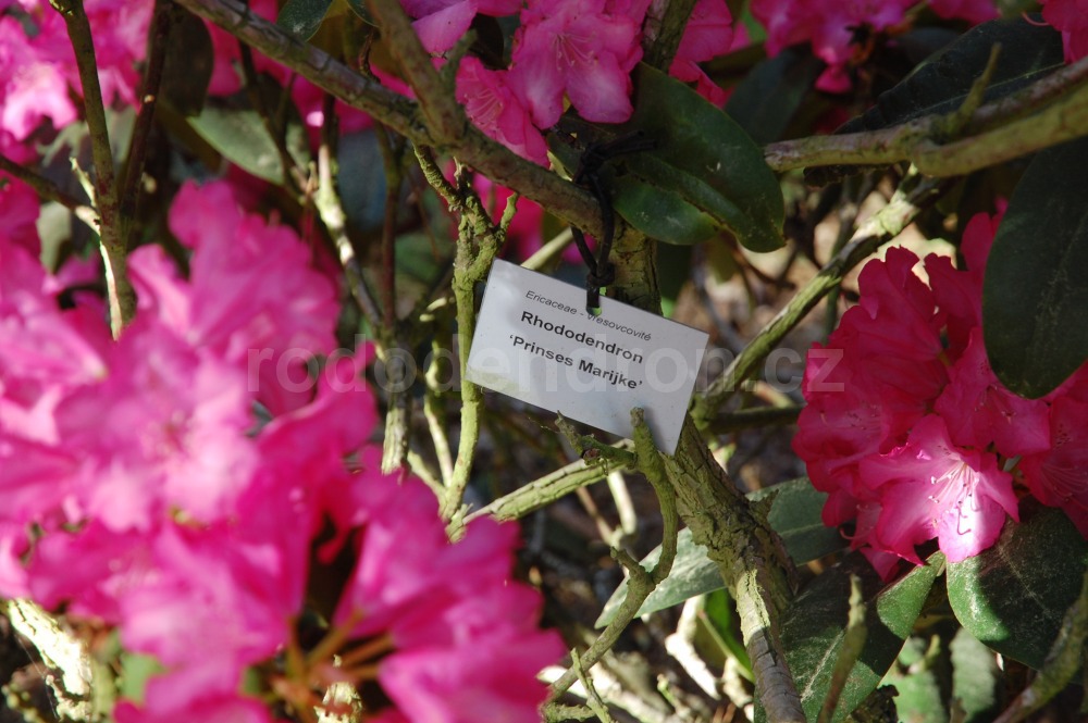 Rododendron Prinses Marijke