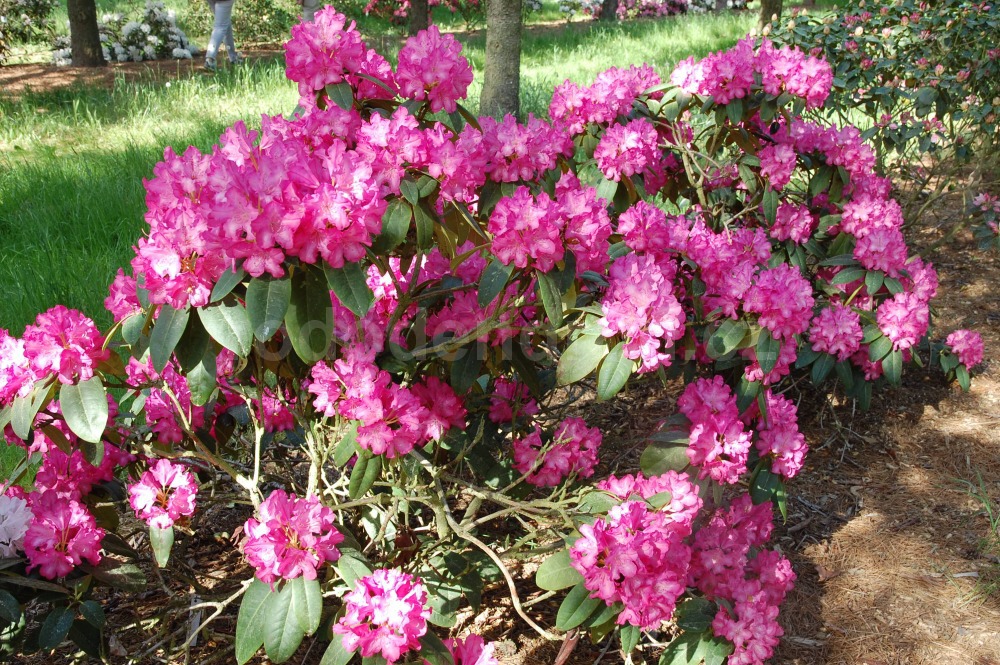 Rododendron Prinses Marijke