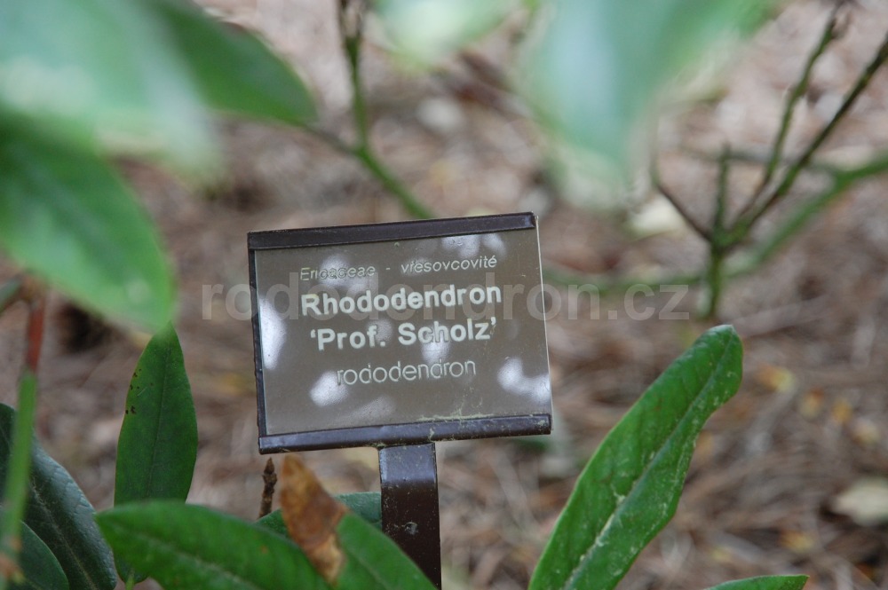 Rododendron Profesor Scholz