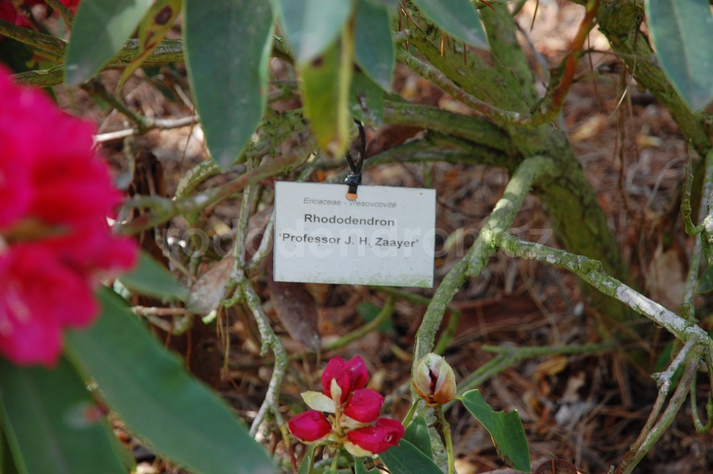 Rododendron Professor Zaayer