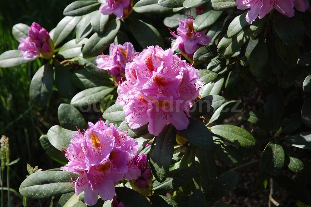 Rododendron Puccini