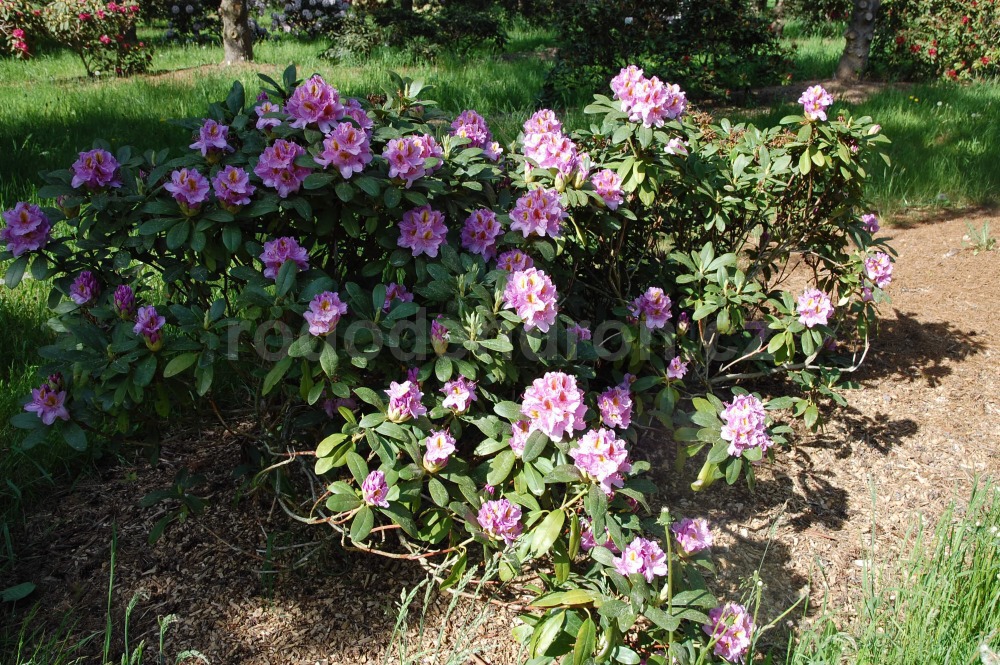 Rododendron Puccini