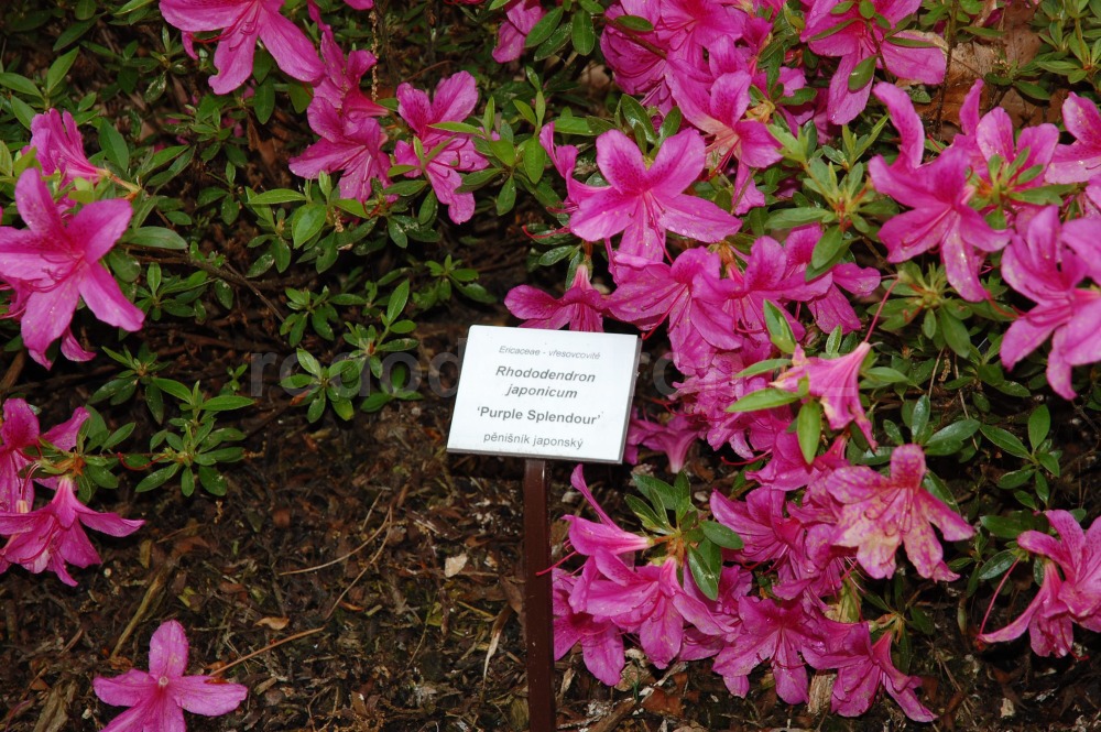 Rododendron Purple Splendour