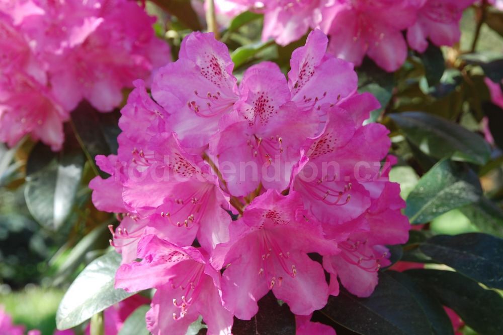 Rododendron Queen Mary