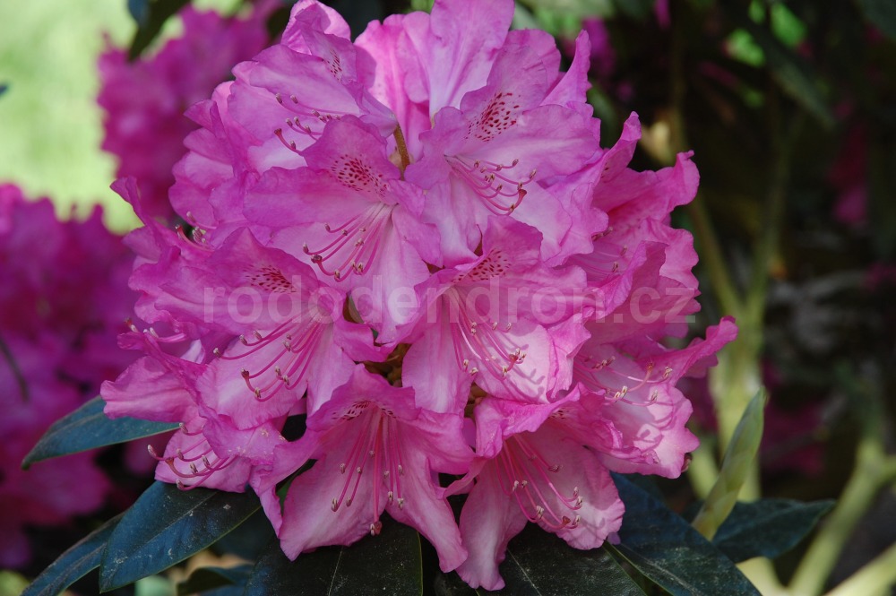 Rododendron Queen Mary