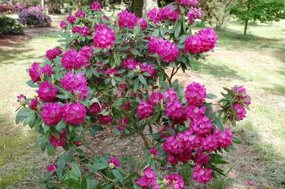 Rododendron Quendel