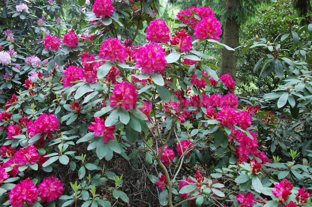 Rododendron Quito
