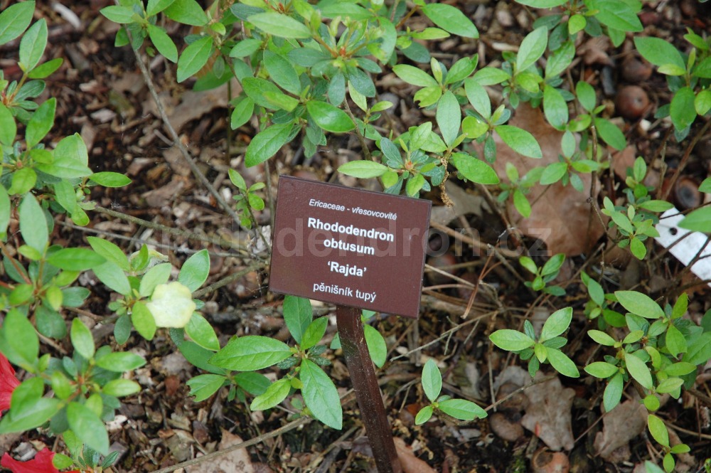 Rododendron Rajda