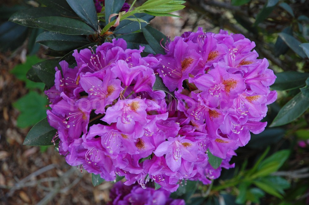 Rododendron Red Eye