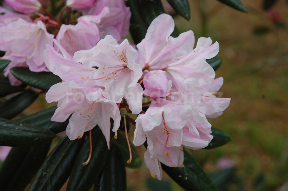 Rododendron Redwood
