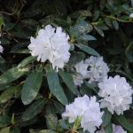 Rododendron Renata