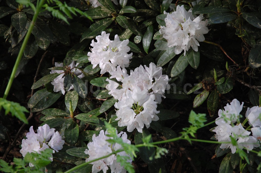 Rododendron Renata