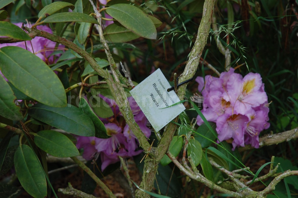 Rododendron Ricarda