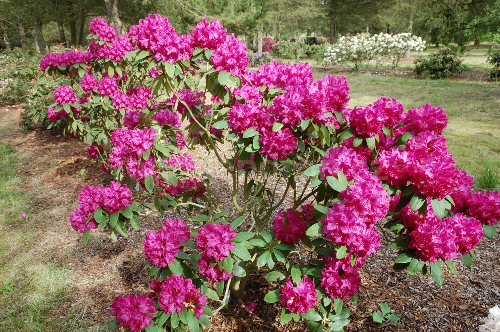 Rododendron Roland