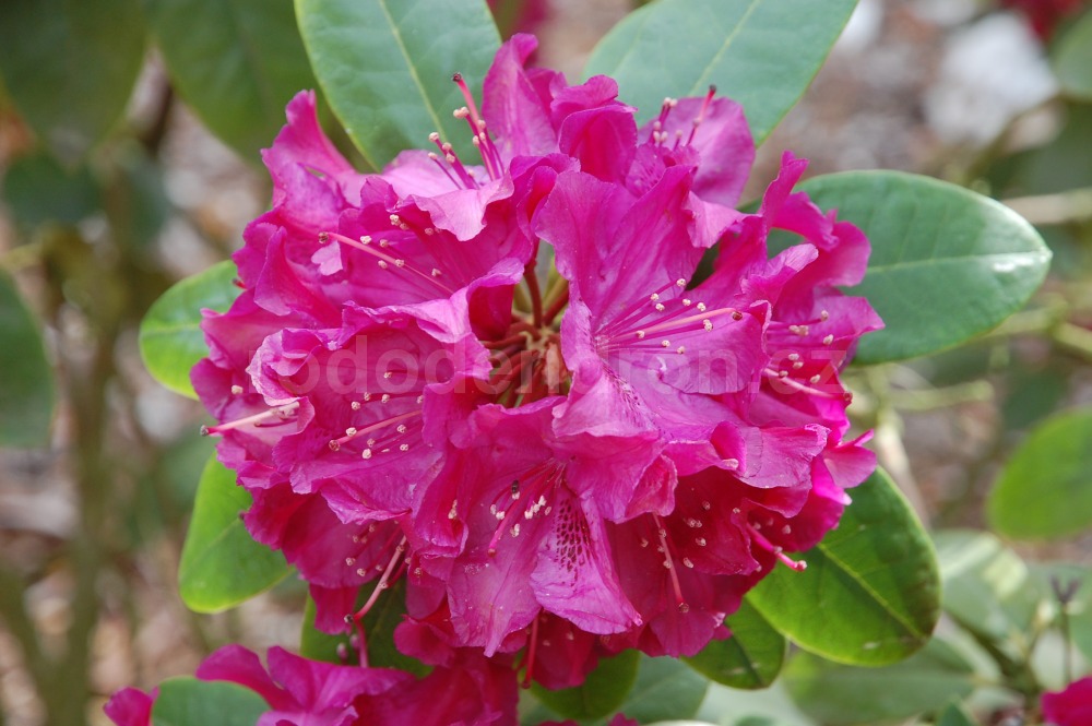 Rododendron Roland