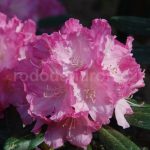 Rododendron Rose Elf