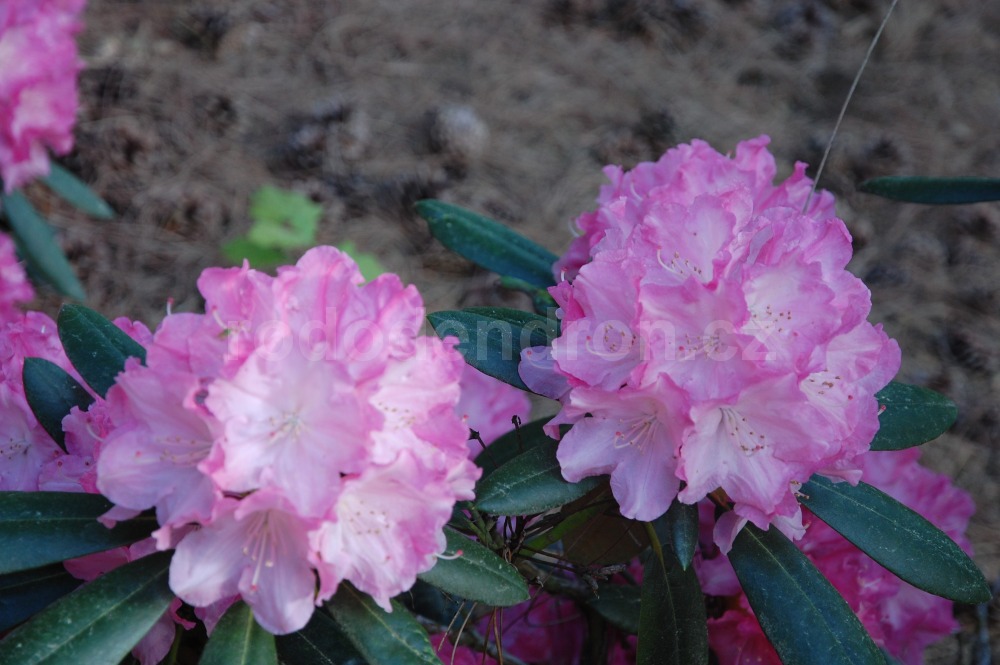 Rododendron Rose Elf