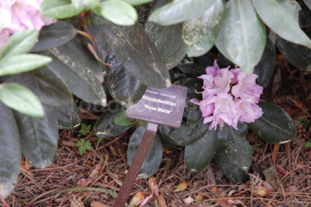 Rododendron Rose Marie