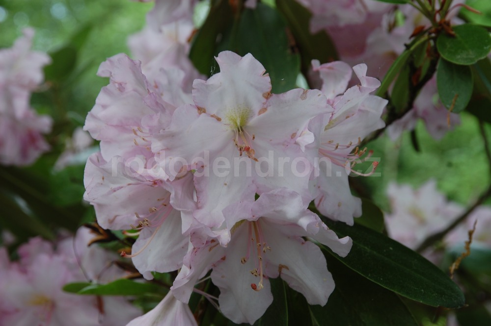 Rododendron Rose Marie