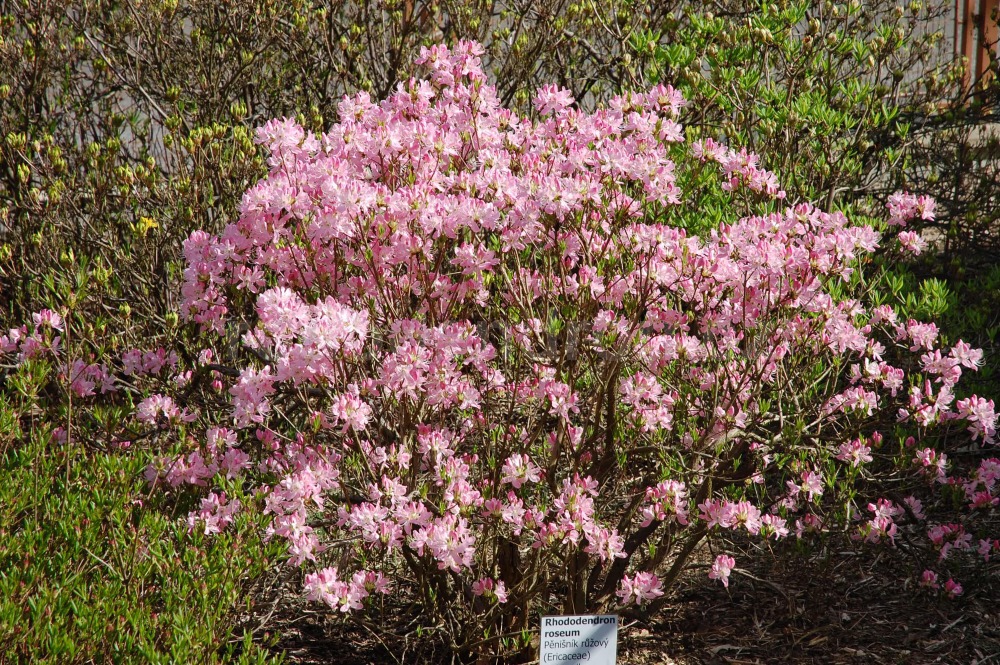Rododendron Roseum