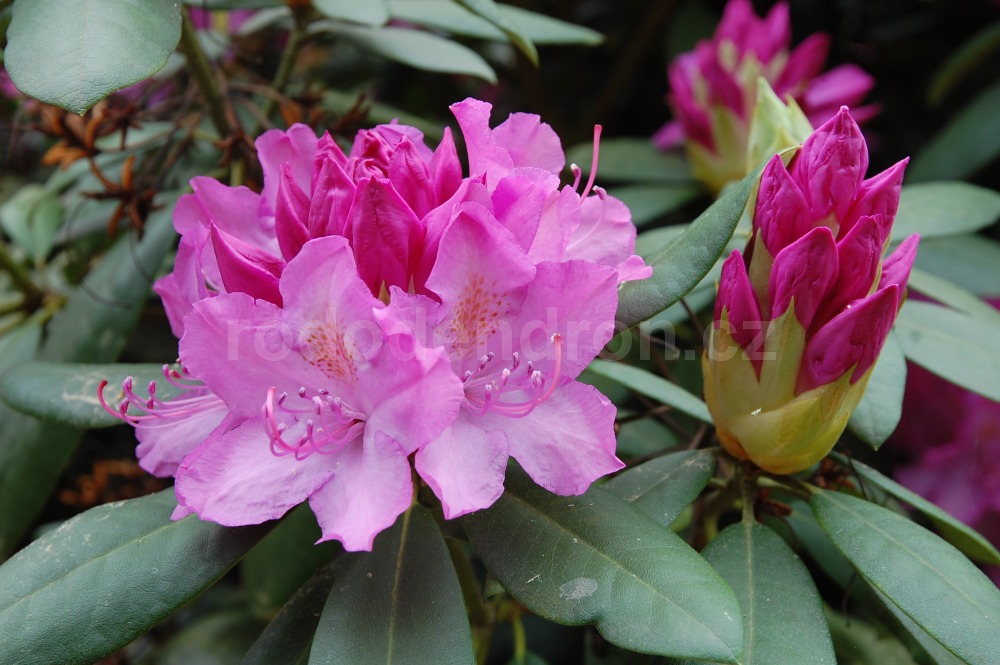 Rododendron Roseum Superbum