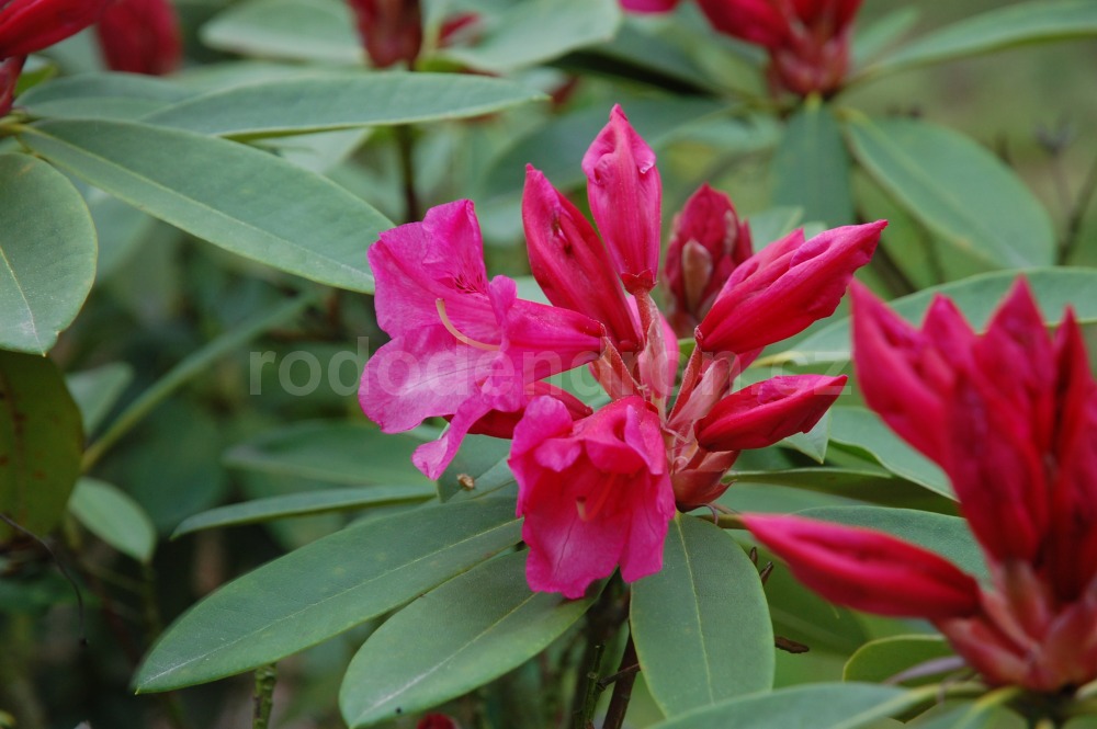 Rododendron Rote Francis