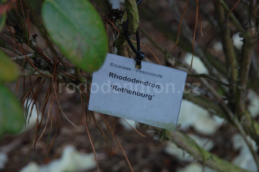 Rododendron Rothenburg