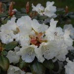 Rododendron Rothenburg
