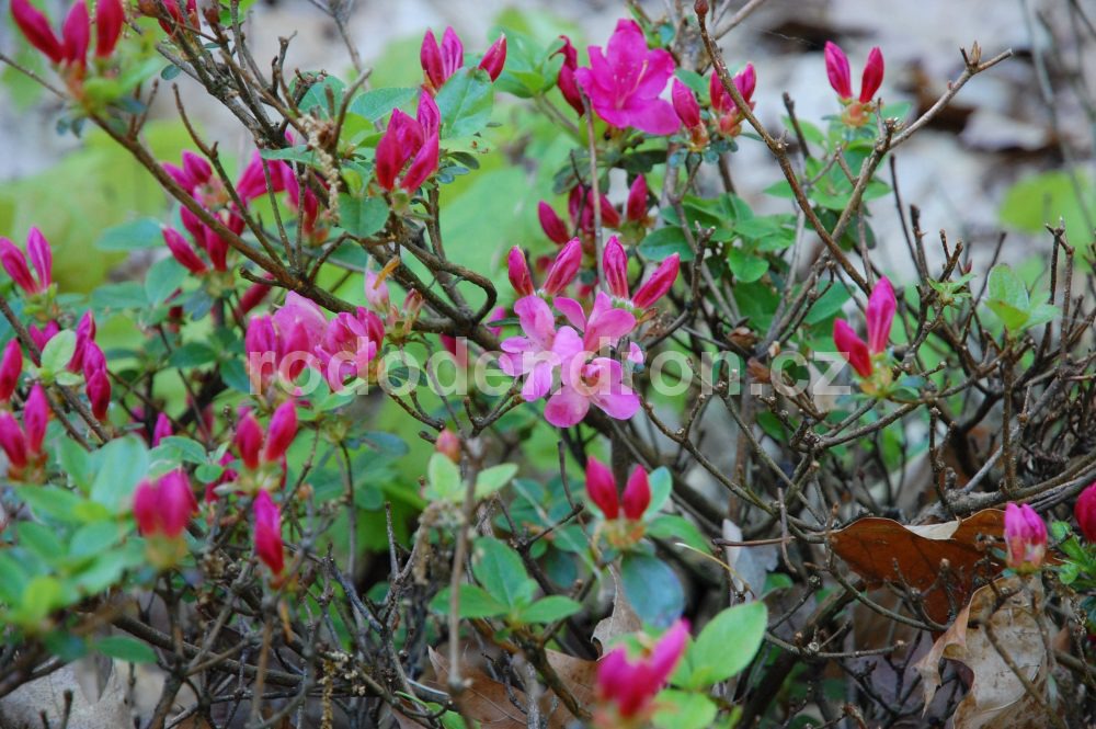 Rododendron Rubineta