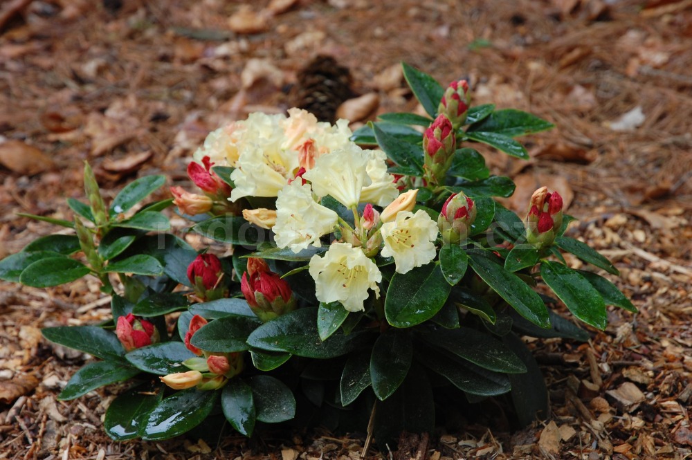 Rododendron Safrano