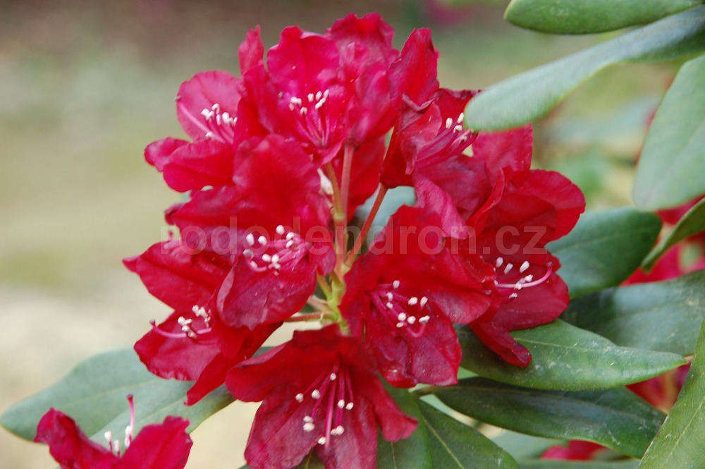 Rododendron Sammetglut