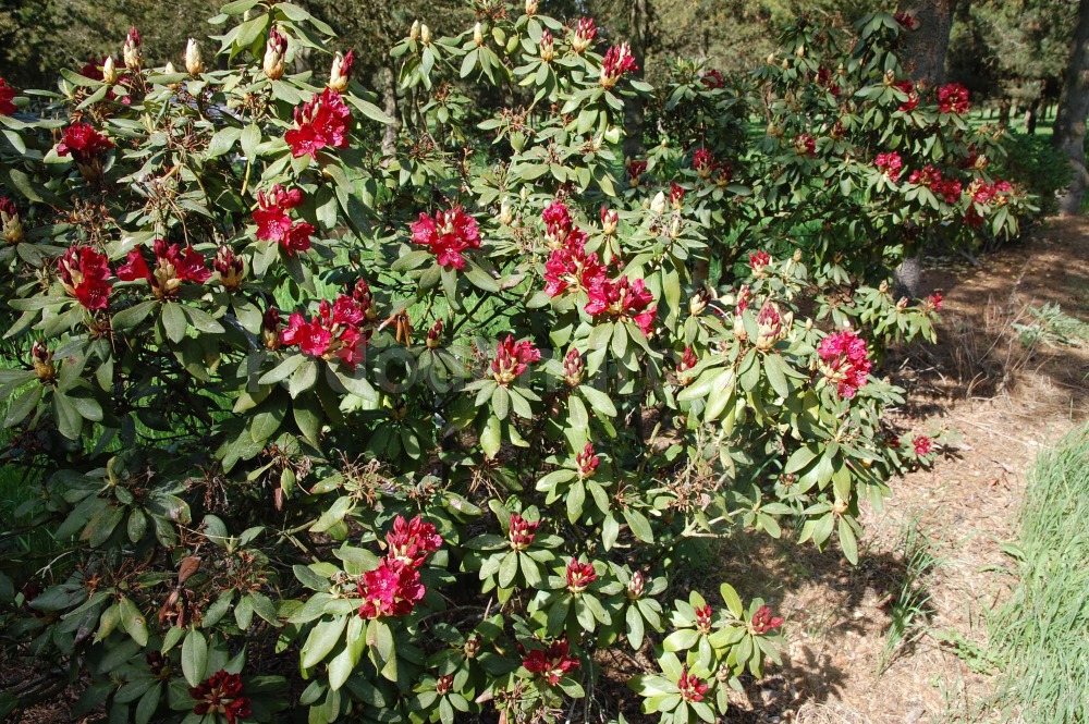 Rododendron Sammetglut