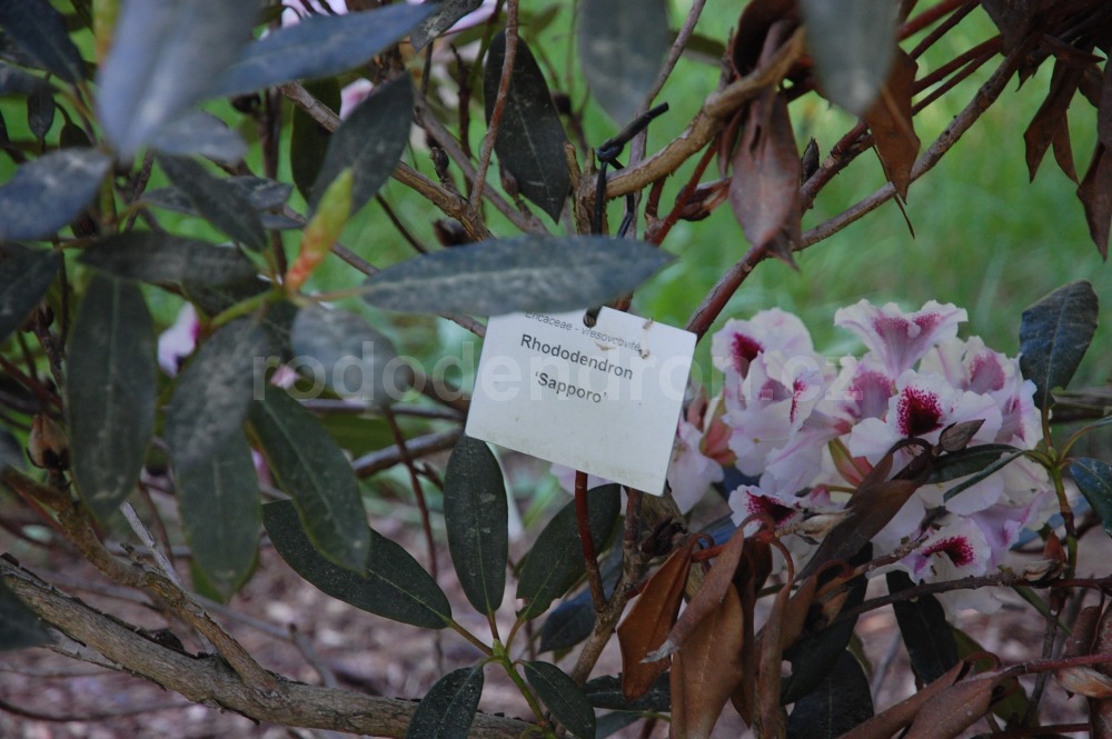 Rododendron Sapporo